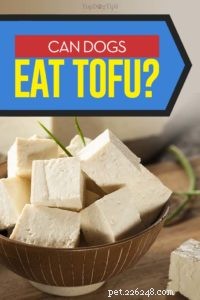 I cani possono mangiare il tofu? 3 potenziali benefici e 6 effetti collaterali