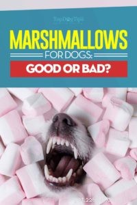 개가 마시멜로를 먹을 수 있습니까? 3가지 잠재적 이점과 5가지 위험