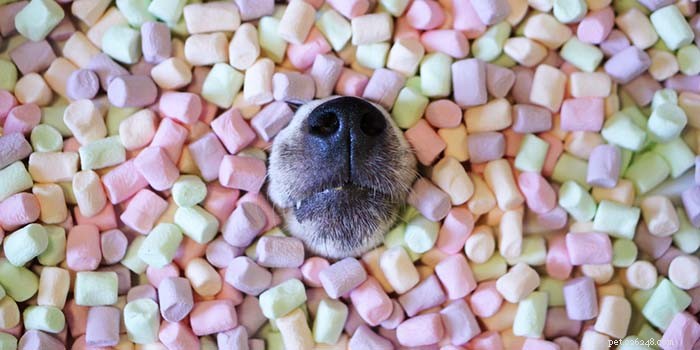 Os cães podem comer marshmallows? 3 benefícios potenciais e 5 perigos