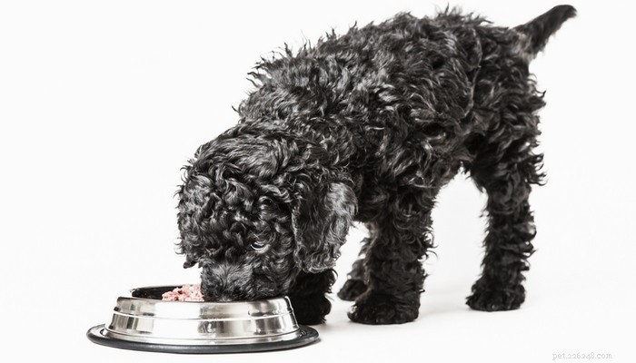 3 diëten voor hondenvoer om ziekten te voorkomen (gebaseerd op wetenschap)