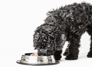 3 dietas para cães para prevenir doenças (com base na ciência)