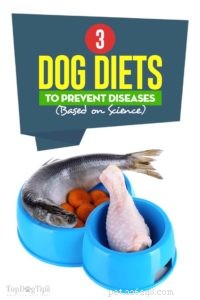 3 régimes alimentaires pour chiens pour prévenir les maladies (basés sur la science)