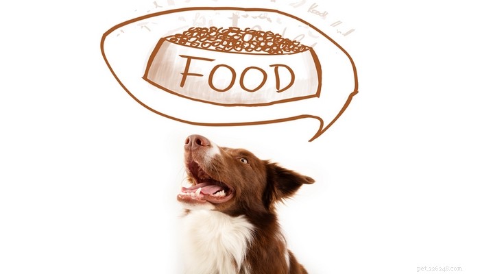 9 рациональных способов оценки полезности корма для собак