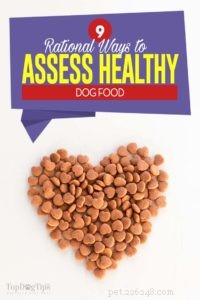 9 maneiras racionais de avaliar alimentos saudáveis ​​para cães