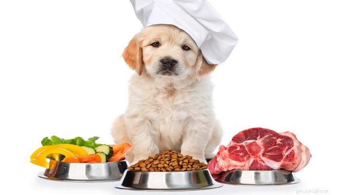 4 goede redenen om honden voedsel te geven