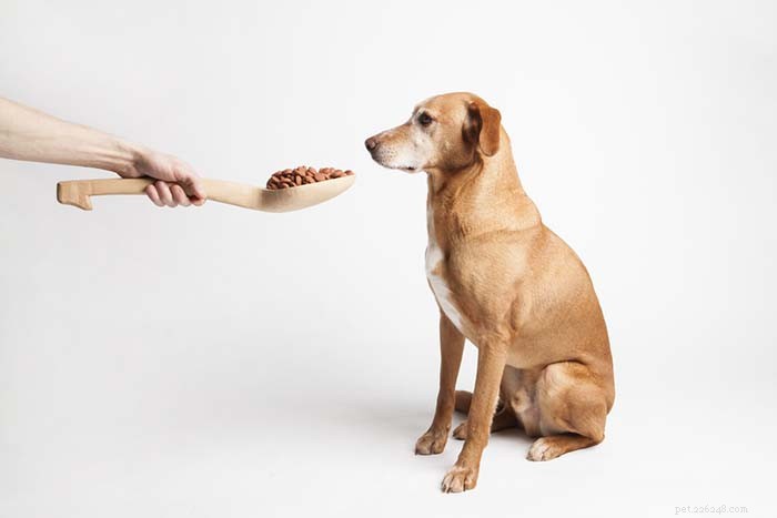 人間の餌を犬に与える4つの理由 