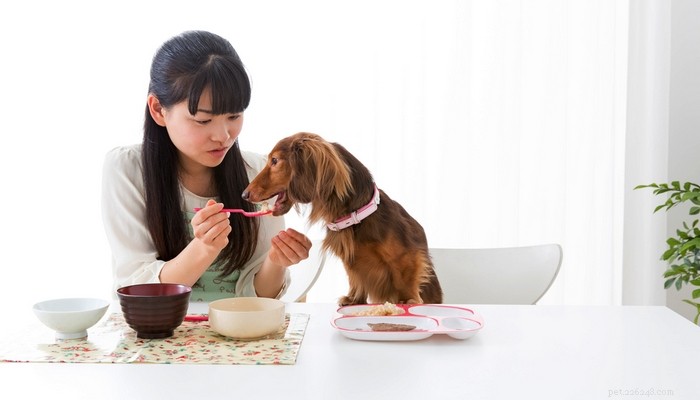 4 goede redenen om honden voedsel te geven