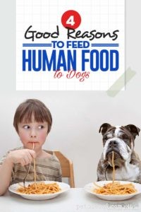 개에게 사람 음식을 먹이면 좋은 4가지 이유