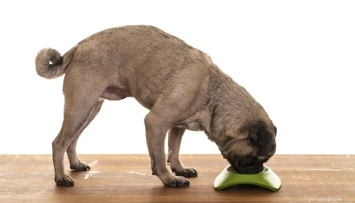 Hur man läser onlinerecensioner för hundfoder för att välja det bästa hundfodret