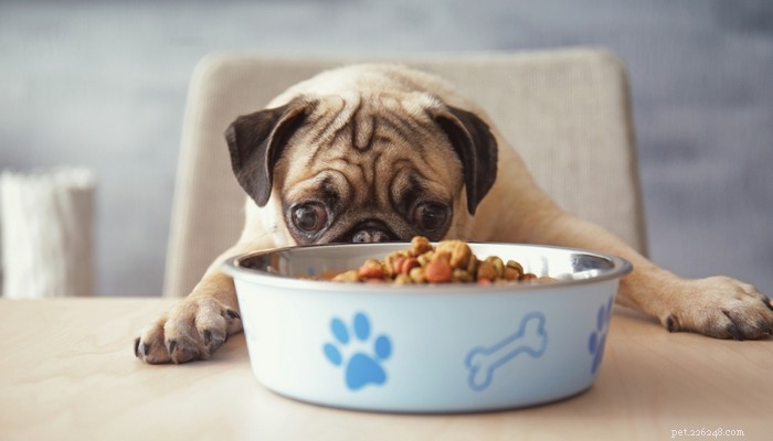Jaké krmivo pro psy je dobré pro psy a proč?