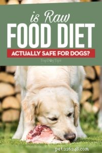 Je syrová strava bezpečná pro psy?