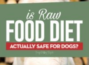 생식 식품은 개에게 안전한가요?