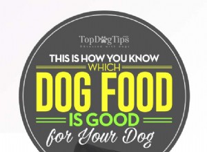 どのドッグフードがあなたの犬に適しているかを知る方法 