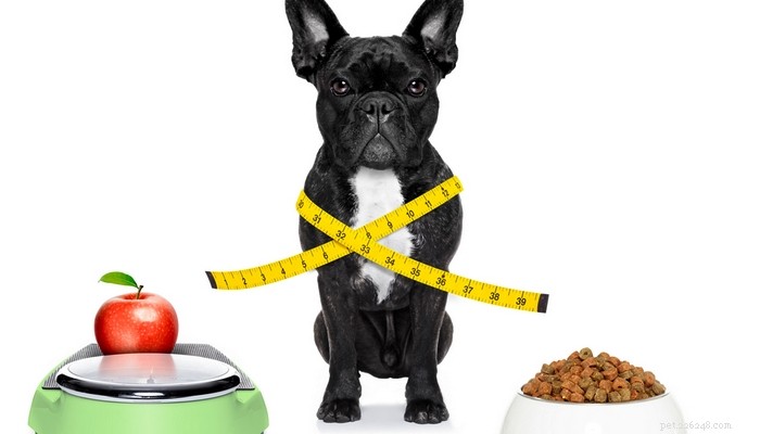 Come sapere quale cibo per cani è buono per il tuo cane