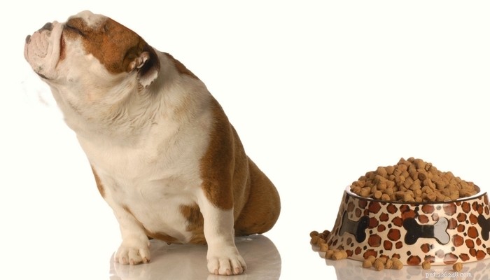 Come sapere quale cibo per cani è buono per il tuo cane