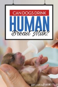 개가 사람의 모유를 마실 수 있습니까?