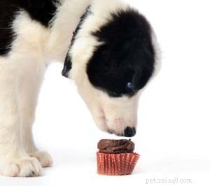 Varför är choklad dåligt för hundar?