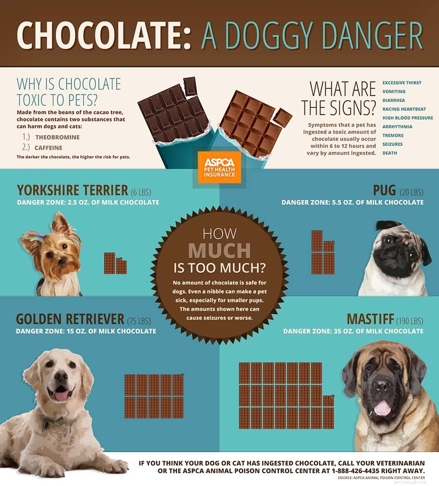 Pourquoi le chocolat est-il mauvais pour les chiens ?