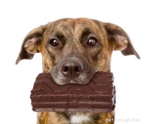 Почему шоколад вреден для собак?