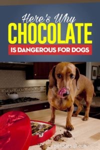 なぜチョコレートは犬に悪いのですか？ 