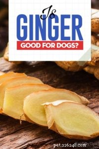 Le gingembre est-il bon pour les chiens ?