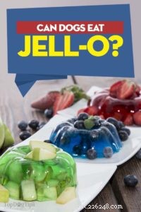 Kunnen honden Jell-O hebben?