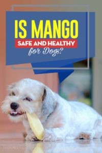 Mohou psi jíst mango?