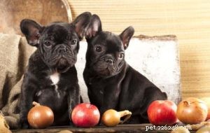 Důvod, proč psi nemohou jíst cibuli