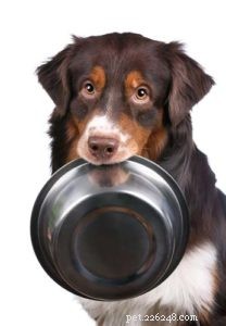 Kurkuma pro psy 101:Zvládnou to naši psi?