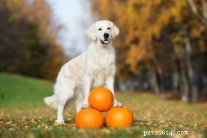 Pompoen voor honden 101:een gezonde snack zonder bijwerkingen