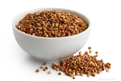 I cani possono mangiare il grano saraceno?