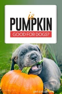 Pumpkin for Dogs 101:A Healthy Snack With No Side Effects