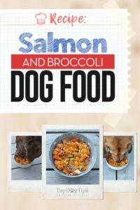 Recette :Nourriture pour chiens au saumon et au brocoli 