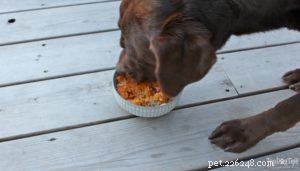 Рецепт:корм для собак с лососем и брокколи