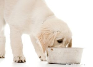 Top 7 beste droogvoer voor puppy s van elk ras
