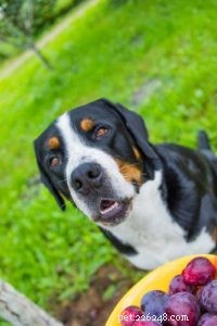 Os cães podem comer ameixas?