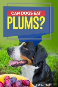 Kan hundar äta plommon?