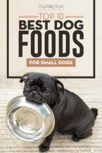 작은 개를 위한 최고의 개밥 10가지
