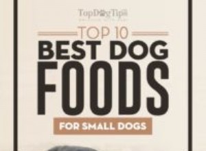 小型犬のためのトップ10のベストドッグフード 