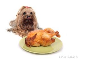 Os cães podem comer carne de peru?