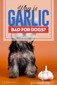 Proč je česnek pro psy špatný?