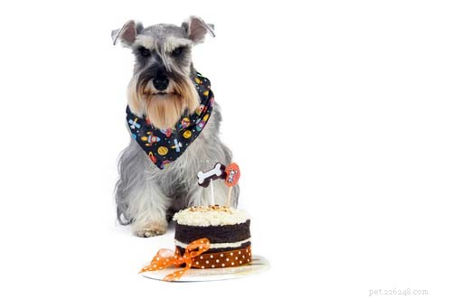 I cani possono mangiare la torta?