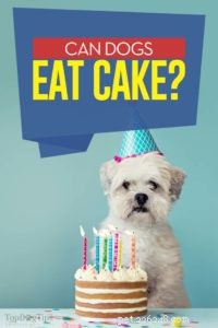 Les chiens peuvent-ils manger du gâteau ?