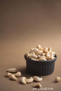 Cashewnötter för hundar:bra eller dåliga?