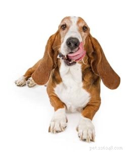 Cashewnoten voor honden:goed of slecht?