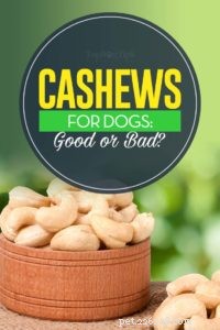 Cashewnötter för hundar:bra eller dåliga?