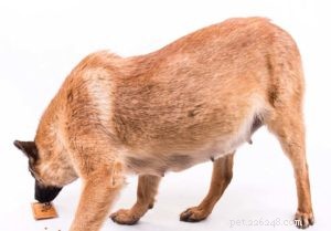 O que e como alimentar cães gestantes e lactantes