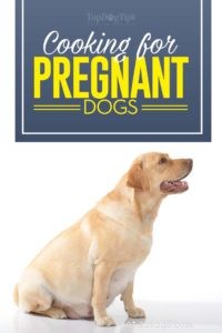 Wat en hoe moet ik zwangere en zogende honden voeren