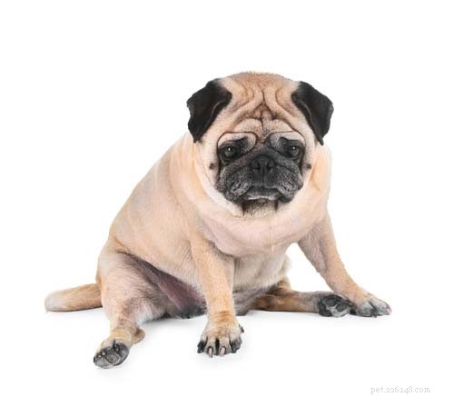 Como você deve alimentar cães com artrite