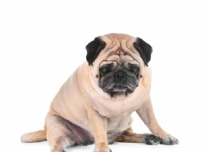 関節炎で犬を養う方法 